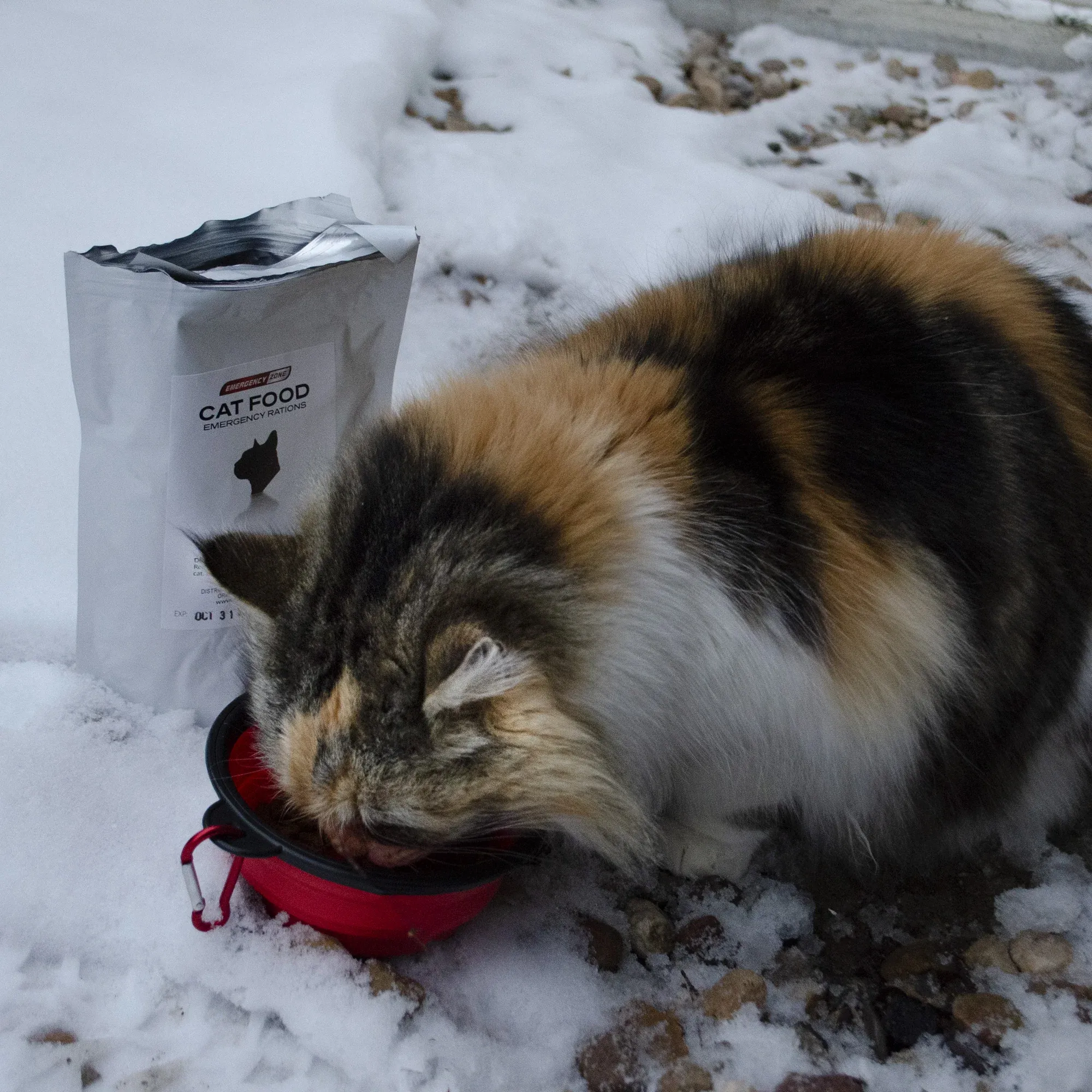 Deluxe Cat Bug Out Emergency Kit - Image 6